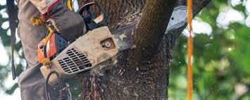 Best Tree Preservation Services  in Azle, TX