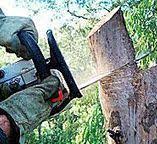 How Our Tree Care Process Works  in  Azle, TX