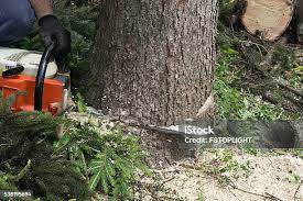 Best Fruit Tree Pruning  in Azle, TX