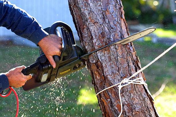 Best Tree Risk Assessment  in Azle, TX