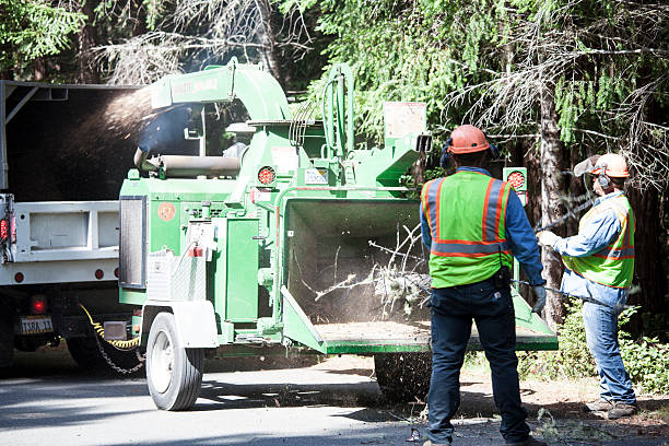 Best Leaf Removal  in Azle, TX